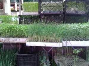 Diferentes plantulas para crear un huerto Diferentes plantulas para crear un huerto