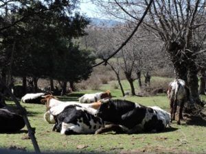 Vacas en prado Vacas en prado