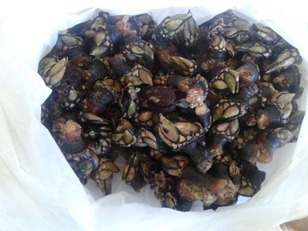 Percebes